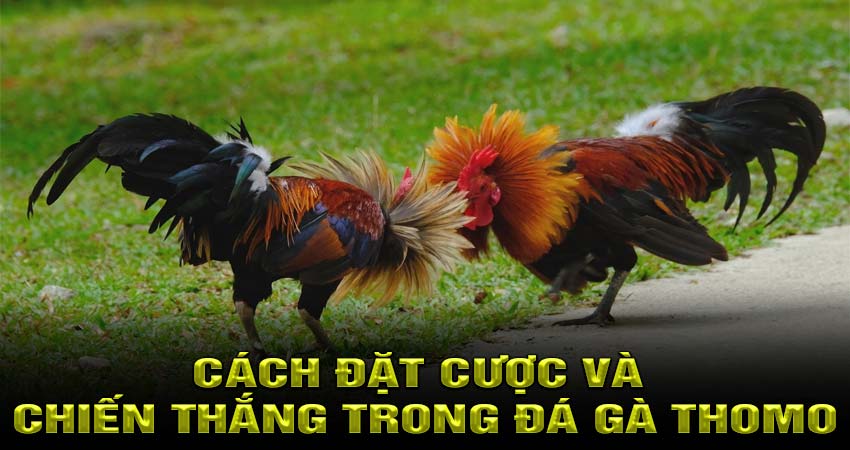 Cách đặt cược và chiến thắng trong Đá Gà Thomo